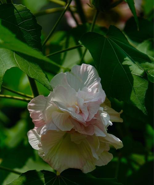 芙蓉花的花语与寓意（探索芙蓉花的深意）