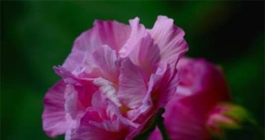芙蓉花的花语与寓意（用芙蓉花诠释爱情）