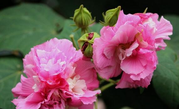 芙蓉花的花语与代表意义（探寻芙蓉花背后的深意）