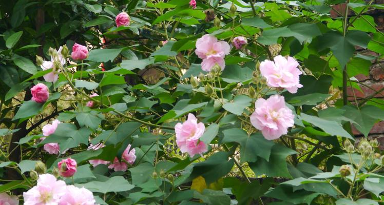 芙蓉花的花语与代表意义（探寻芙蓉花背后的深意）