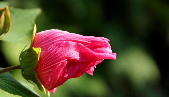 芙蓉花的花语与代表意义（探寻芙蓉花背后的深意）