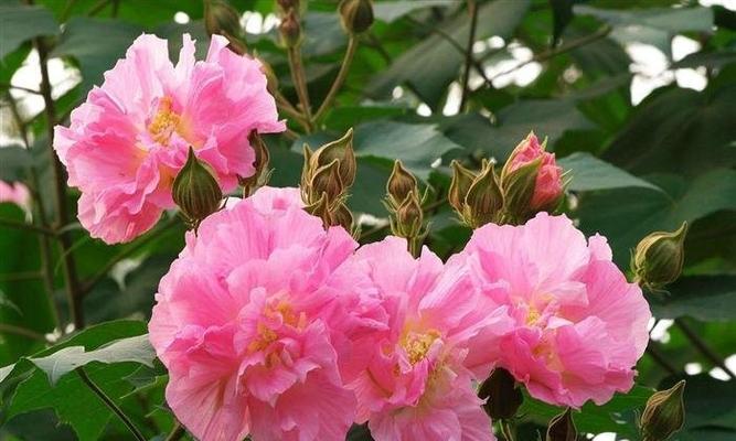 芙蓉花的象征意义与传承（揭秘芙蓉花的文化内涵与历史传承）