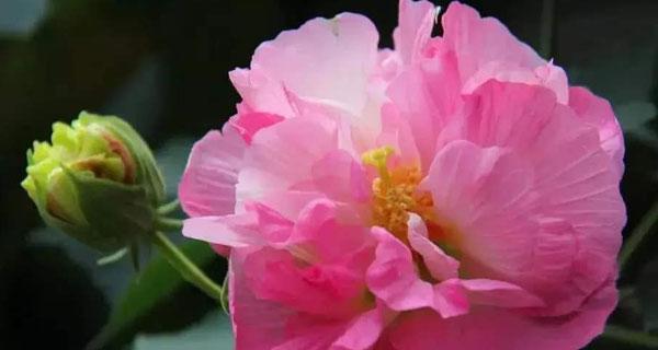 芙蓉花的象征意义与传承（揭秘芙蓉花的文化内涵与历史传承）