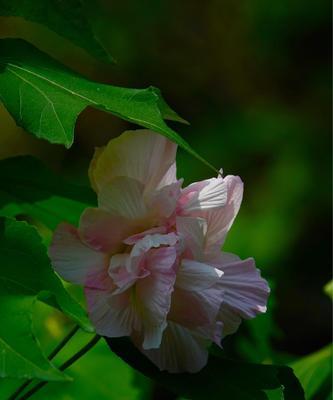 木芙蓉花语（红色花海中的美丽奇迹）