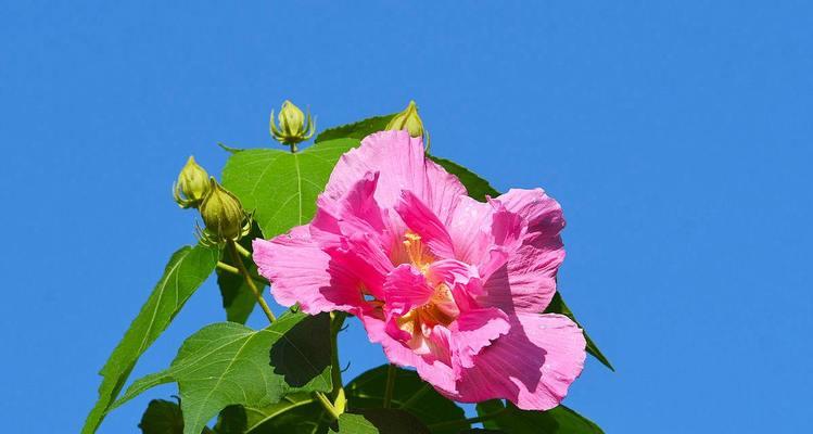 木芙蓉花语（红色花海中的美丽奇迹）