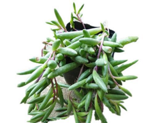 佛珠吊兰（佛珠吊兰与宁静）