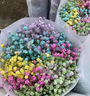 满天星的花语（以各色满天星）
