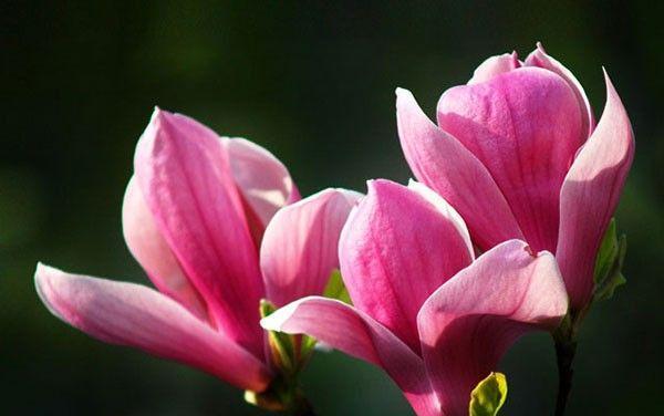 花开寓意，花语浅析（各类花朵的神秘暗示与情感表达）