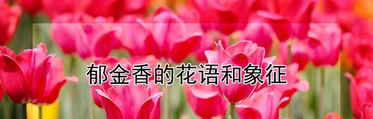 郁金香的花语（探寻郁金香花语的深层含义和文化内涵）