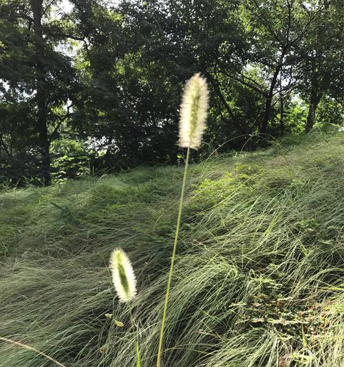 狗尾巴草的寓意与启示（探索自然中的智慧与坚韧）