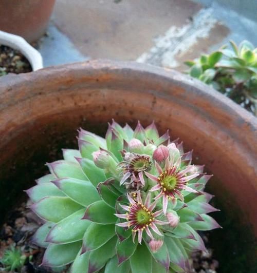 观音莲的花语与寓意（探究观音莲的神秘象征与美丽寓意）