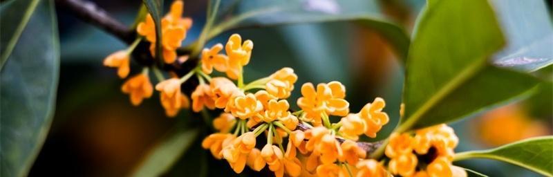 桂花的花语与意义（清香飘溢的桂花背后的深意）