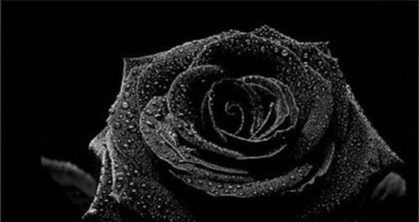 黑玫瑰的花语与寓意（唤醒内心深处的力量）