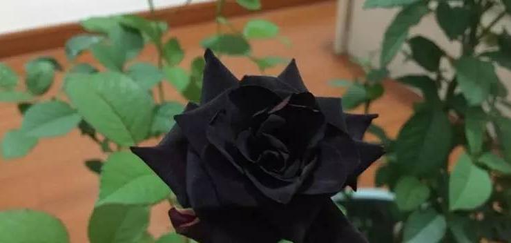黑玫瑰的花语与寓意（唤醒内心深处的力量）