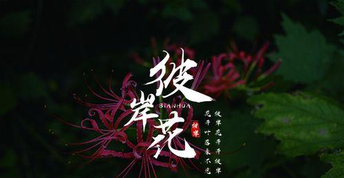 黑色彼岸花（探秘黑色彼岸花的花语与传说）