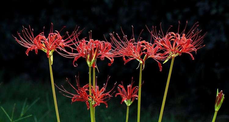 黑色彼岸花（探秘黑色彼岸花的花语与传说）