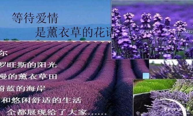 黑紫色马蹄莲的神秘花语（探寻黑紫色马蹄莲的意义与象征）