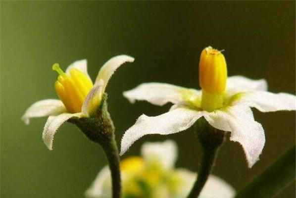 白芨开花的花语与寓意（白芨开花的时间和象征意义探析）