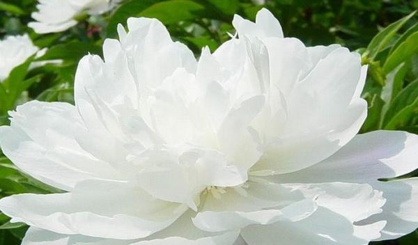 白蔷薇的花语与美丽寓意（揭示白蔷薇的含义和象征）
