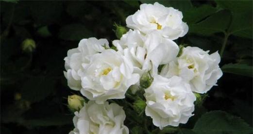 白蔷薇的花语与美丽寓意（揭示白蔷薇的含义和象征）