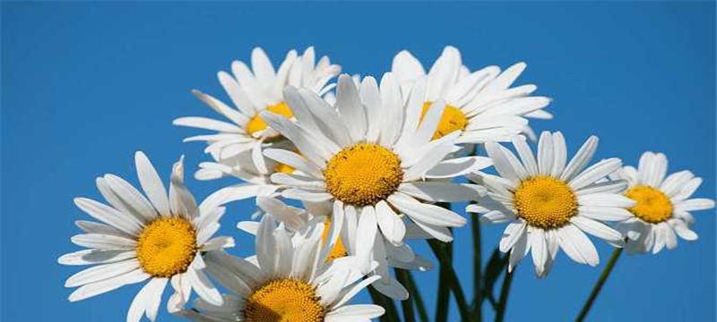 白色雏菊的花语与寓意（揭示白色雏菊所传递的十五种含义）