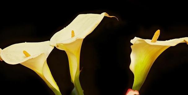 白色马蹄莲的花语和寓意-纯洁和宁静的象征（深入探究白色马蹄莲的象征意义）