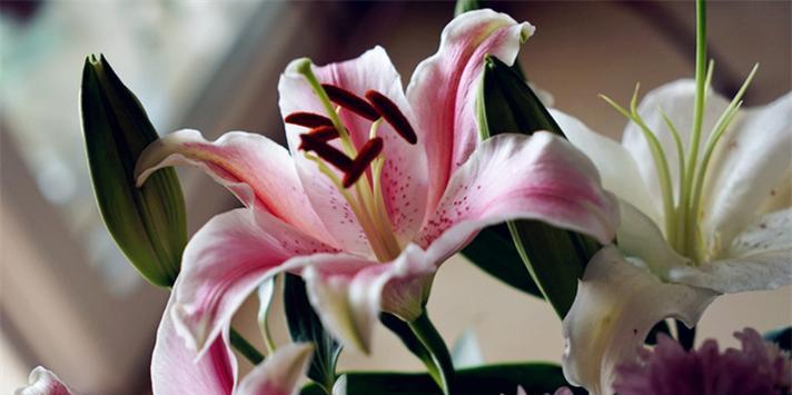 百合花语的意义及象征（探索百合花在传统文化和现代社会中的重要性）