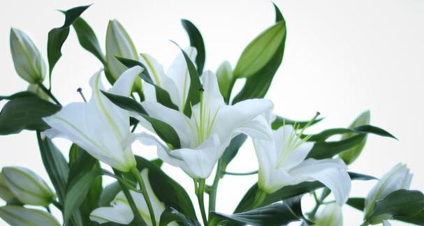 百合花语的意义及象征（探索百合花在传统文化和现代社会中的重要性）