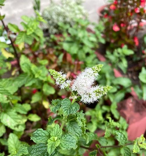 薄荷开花的寓意与意义（解读薄荷开花所象征的生命与希望）