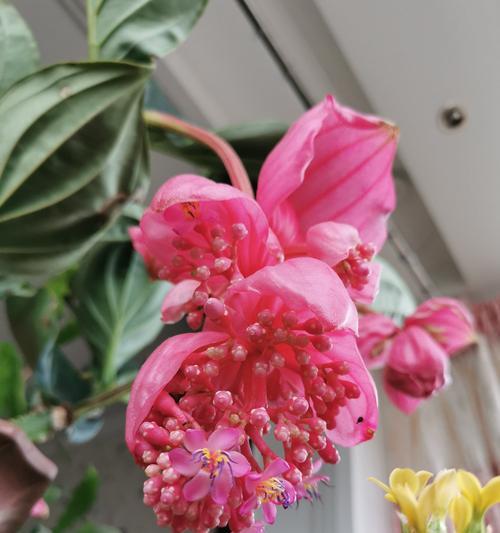 宝莲灯花的风水寓意与摆放位置解析（花海中的福运映象-宝莲灯花）