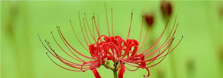 彼岸花的花语与寓意（探索彼岸花的含义与象征）