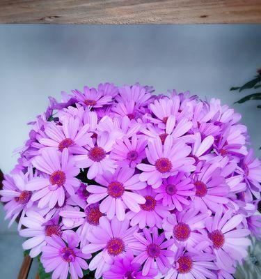 花语代表诚实的花——展现真诚与坦率的美丽（以花语传递真诚之美）