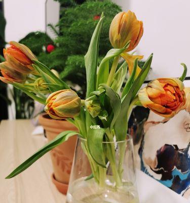 诚信的花（以花语表达的信任与诚实）