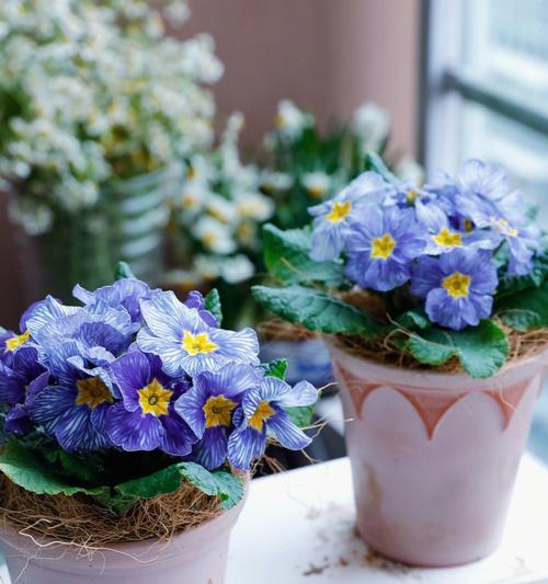 诚信的花（以花语表达的信任与诚实）