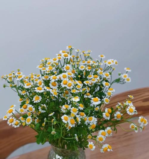 坚持不懈，花开绽放（以表示坚持的花有哪些）