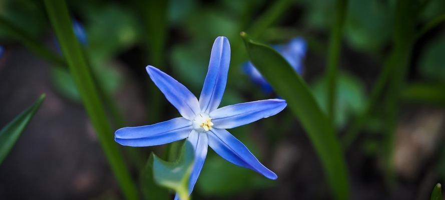 生命的花（以花为媒介）