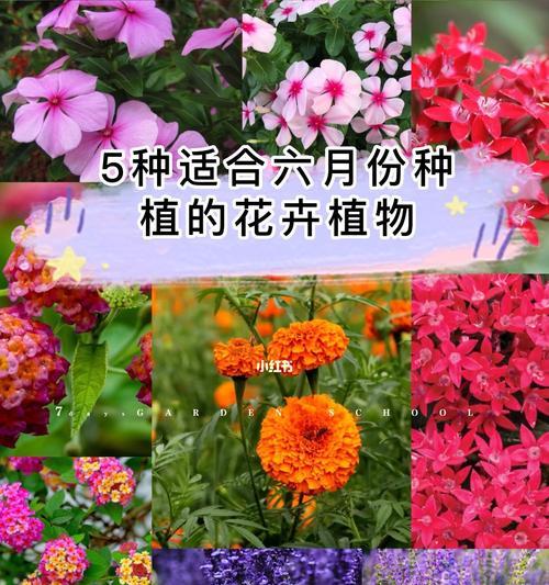 生命的花（以花为媒介）