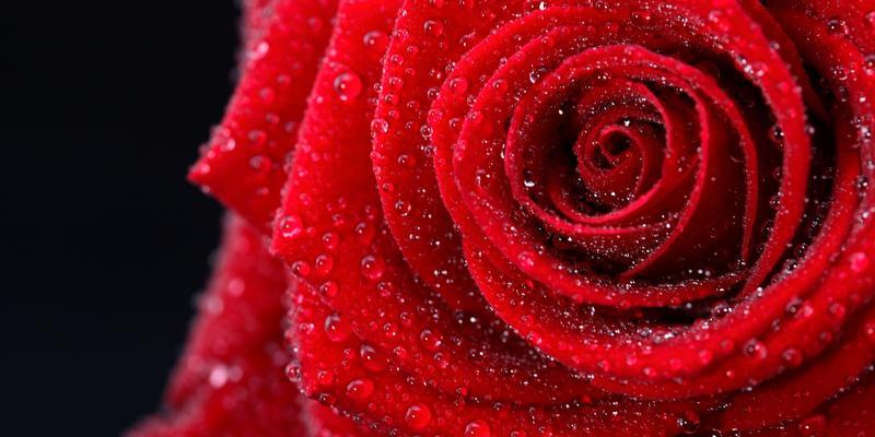 花语中的幸运之花——幸运的花（揭开花语中的幸运密码）
