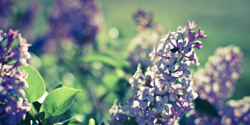 花语中的幸运之花——幸运的花（揭开花语中的幸运密码）