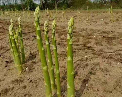 芦笋根怎样种植（芦笋的栽培与管理技术）