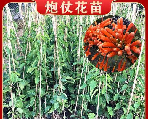 阳台适合种什么爬藤植物（适合阳台种植的爬藤花卉）