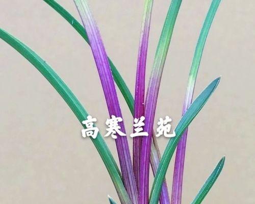 如何栽种兰花（兰花种植技巧与注意事项）