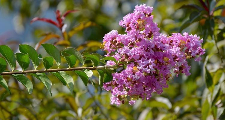 紫薇花怎么养才开花（紫薇花的养护知识）