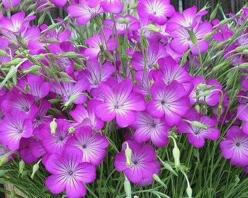 波斯菊花种子怎么种（波斯菊种植方法和时间）