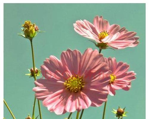 波斯菊花种子怎么种（波斯菊种植方法和时间）