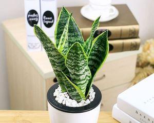 虎皮兰品种有哪些（养的虎皮兰品种介绍）
