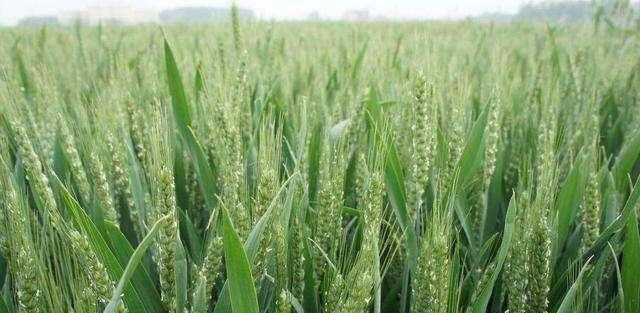 冬小麦和春小麦的区别（冬季播种的小麦和夏小麦的区别）
