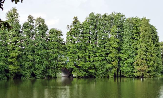 池杉和水杉的区别在哪里（详解水杉的品种）