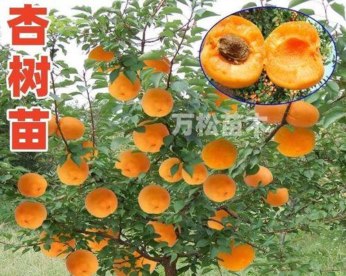 杏树子怎么种植（杏树的种植技术与管理）