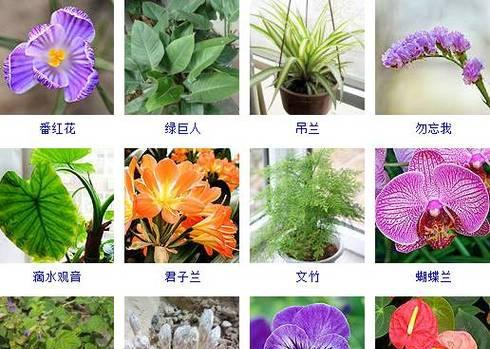 草本植物种类有哪些（常见的草本植物名称）